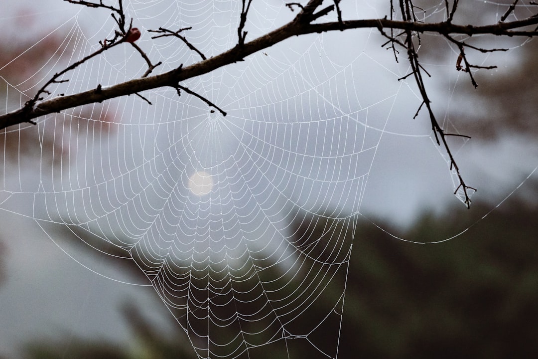 A spider web hanging from a tree branch