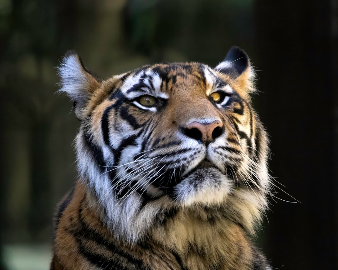 Sonhos com Tigres: Desvendando os Mistérios Espirituais e Psicológicos na Tradição Brasileira