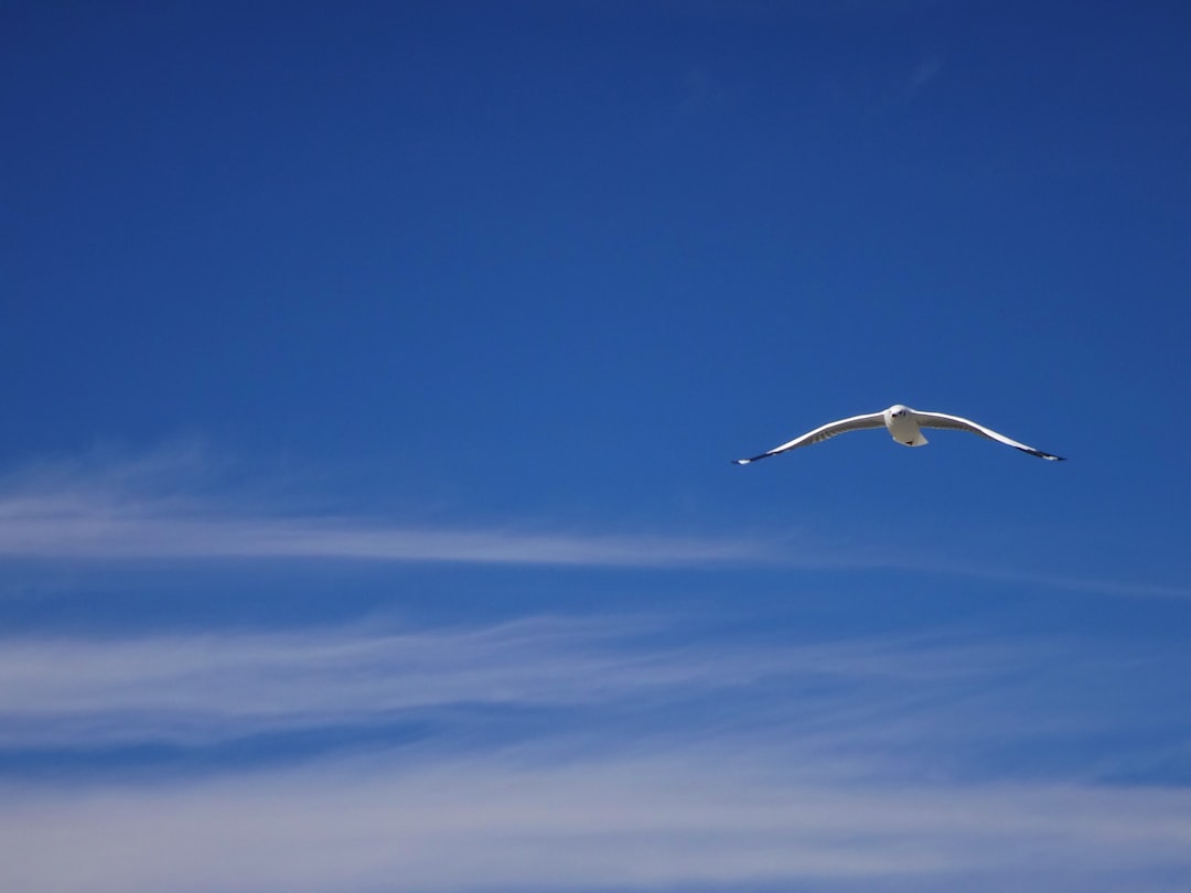 a white bird flying through a blue sky