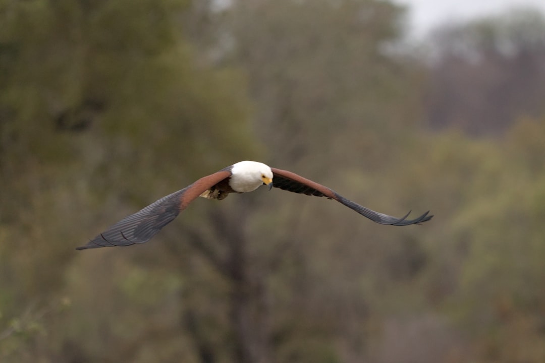 A large bird flying over a lush green forest
