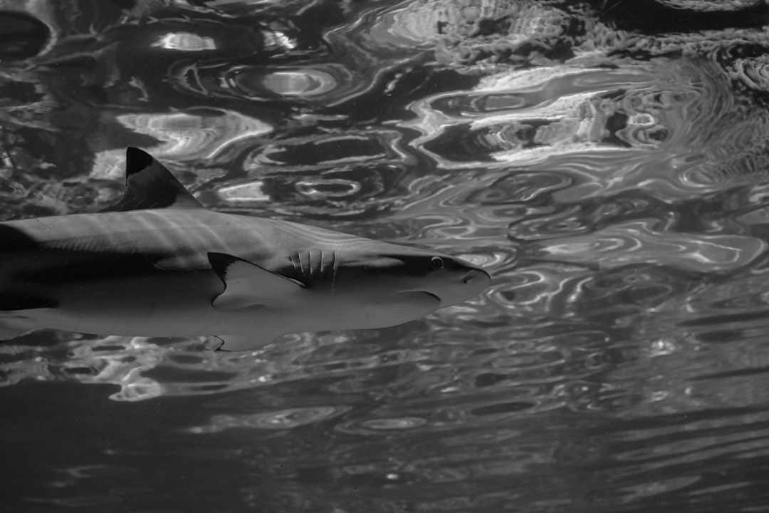 grayscale photo of shark in water