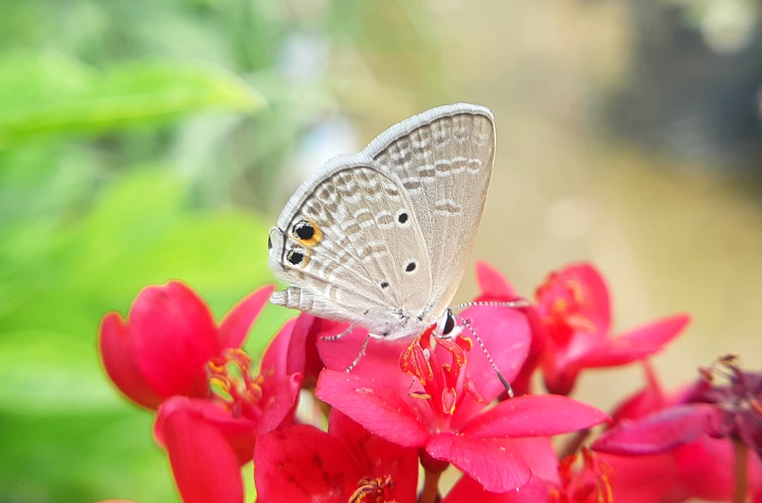 A white butterfly sitting on top of a red flower