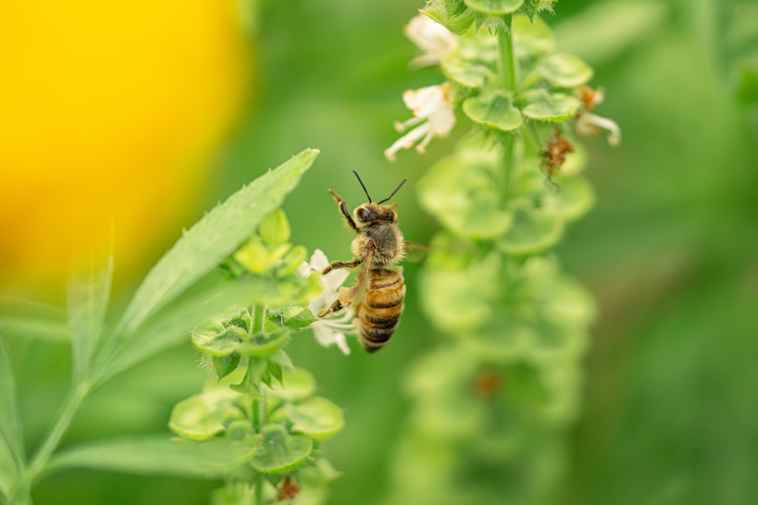 A close up of a bee on a flower
