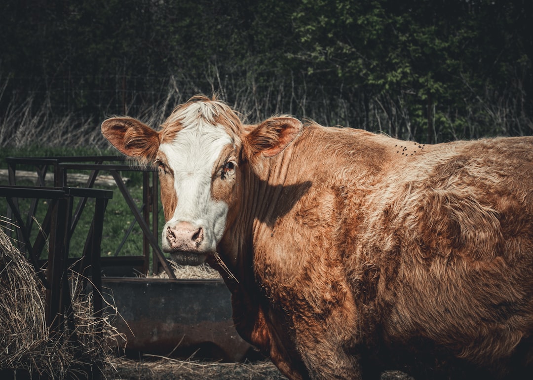 a brown and white cow standing next to a pile of hay