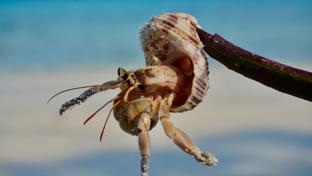 a close up of a snail on a branch