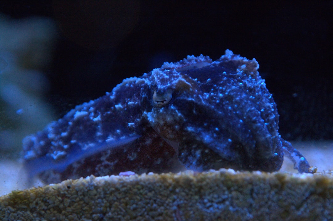 A dark blue cuttlefish rests on sandy seabed.