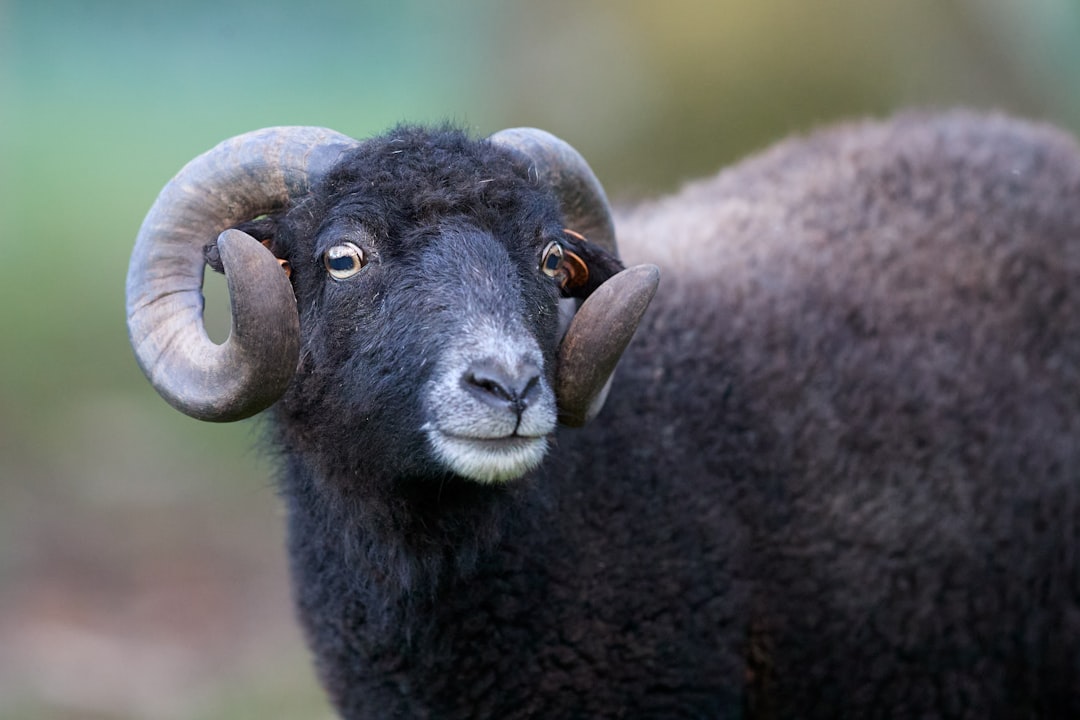 A black ram with large curved horns looks forward.