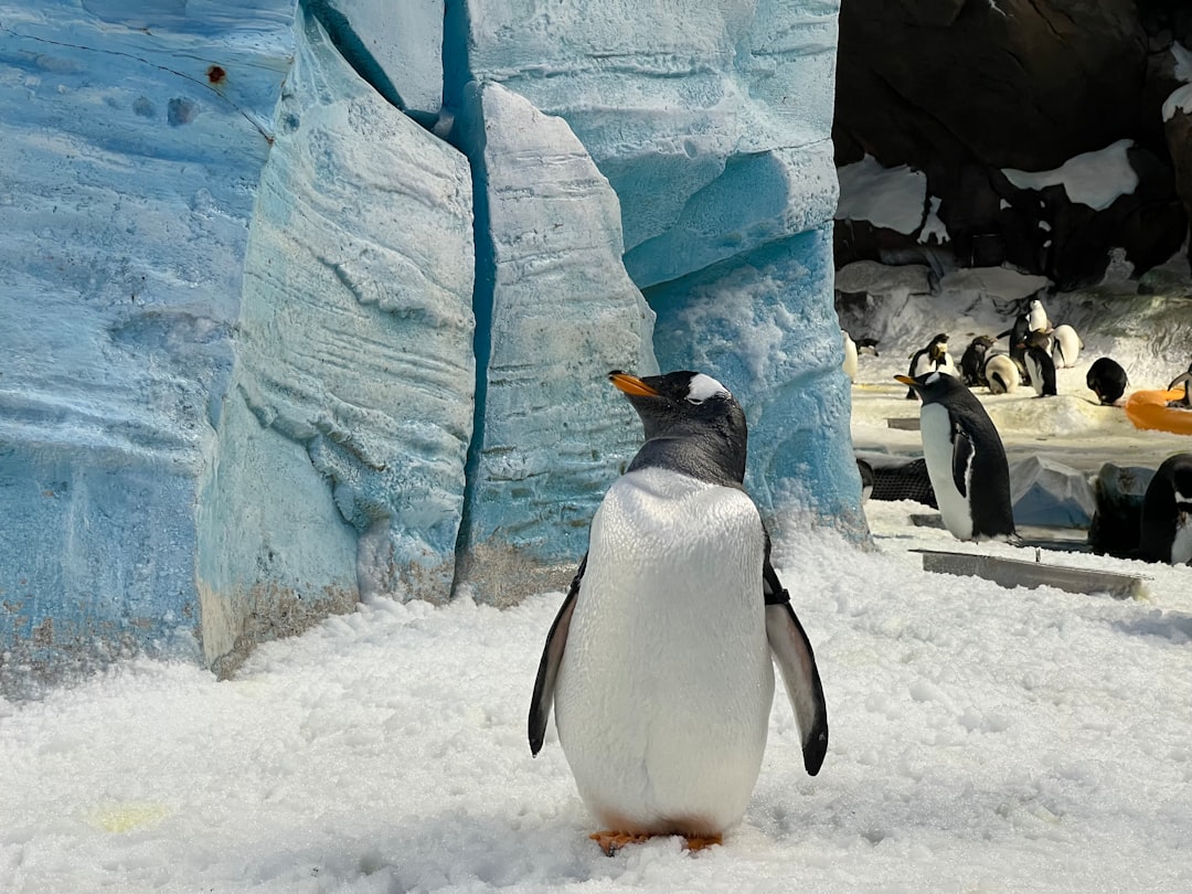 A penguin is standing in the snow near an iceberg