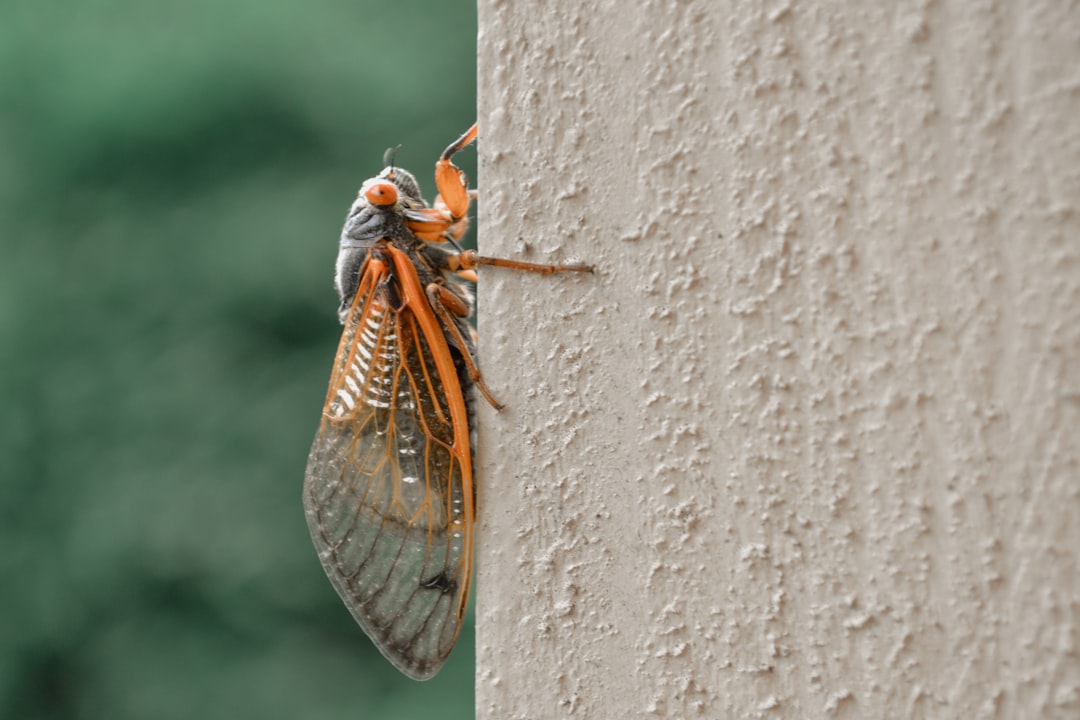 A close up of a bug on a wall