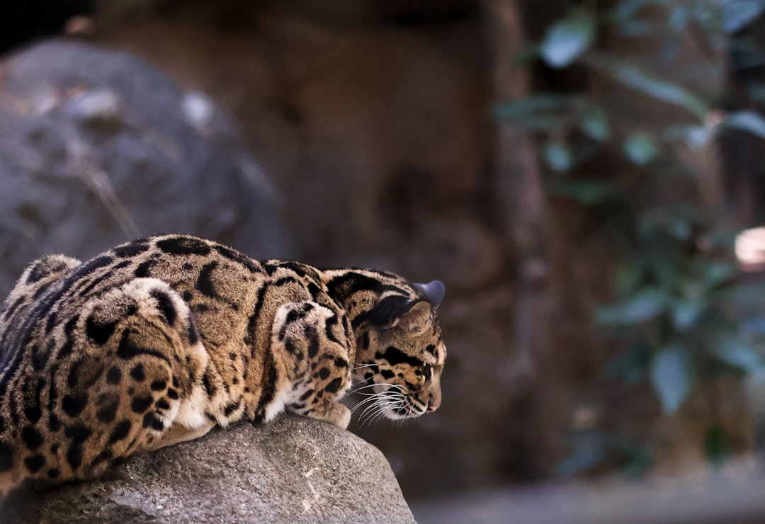 Sonhando com Leopardos: Mensagens Espirituais e Psicológicas na Tradição Brasileira