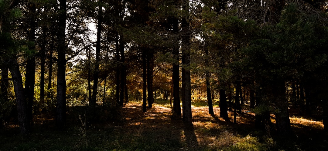 O Sussurro da Floresta em Seus Sonhos: Uma Interpretação à Luz do Espiritismo, Orixás e Jung