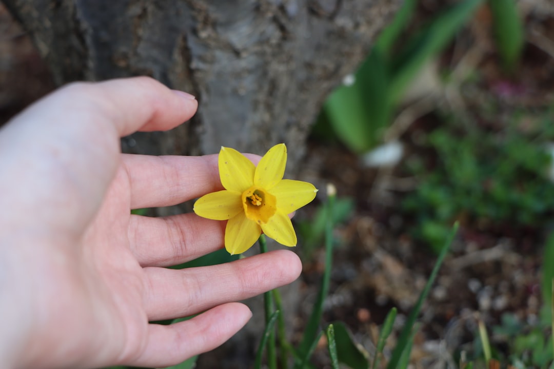 O Significado das Flores em Seus Sonhos: Um Guia Espiritual Brasileiro e Junguiano