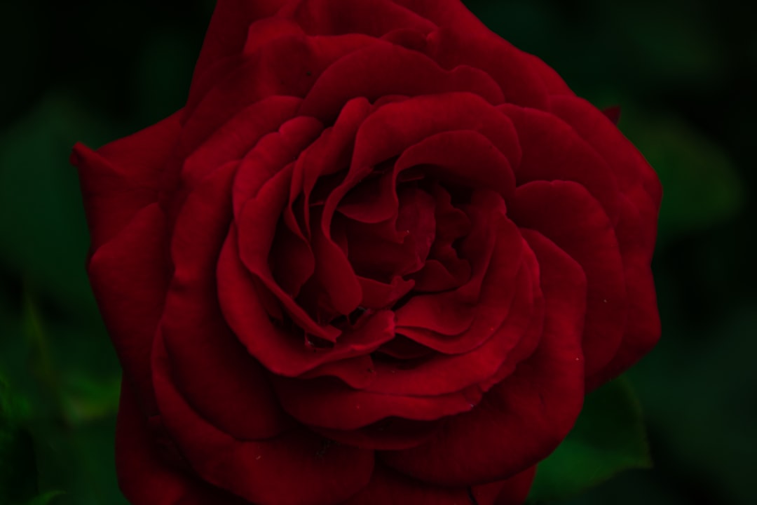 O Sonho da Rosa: Um Florescer de Mensagens Espirituais e Psicológicas na Tradição Brasileira