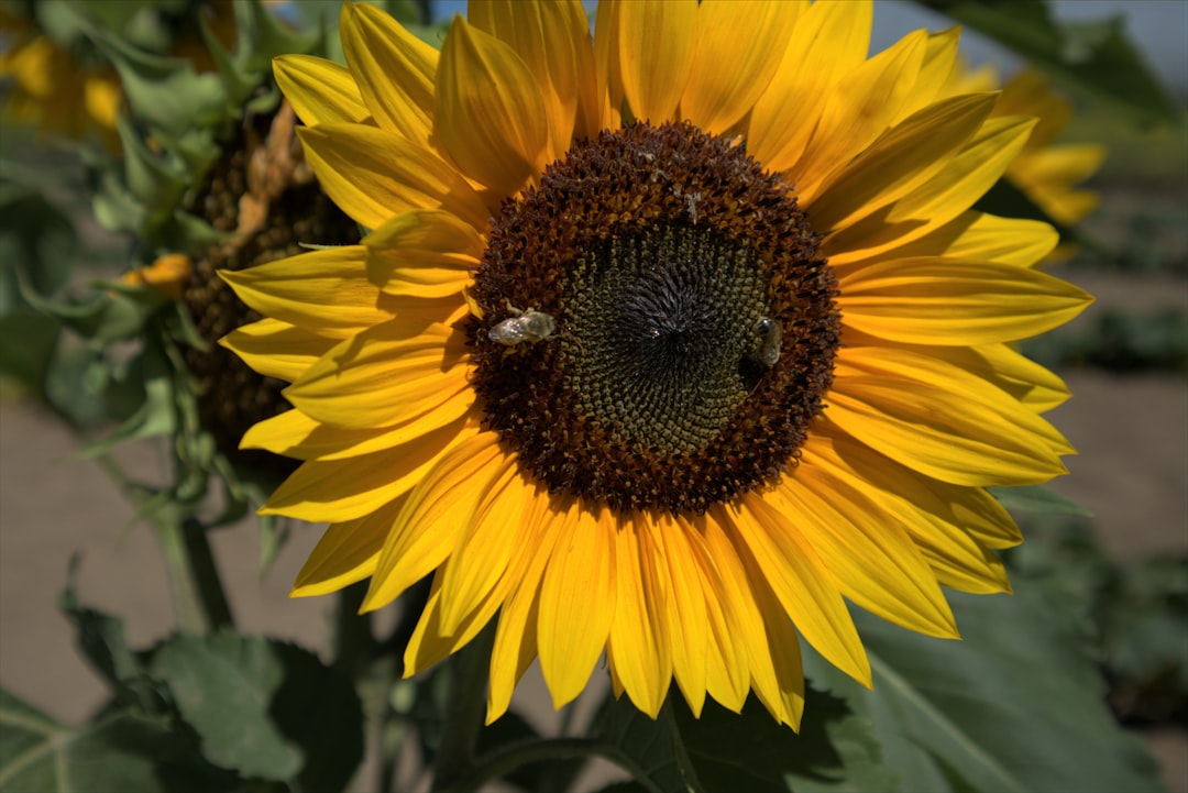 O Girassol em Seus Sonhos: Um Portal de Luz e Força Espiritual na Tradição Brasileira