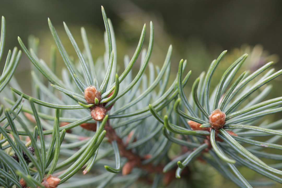 O Pinheiro nos Sonhos: Uma Jornada Espiritual e Psicológica na Tradição Brasileira