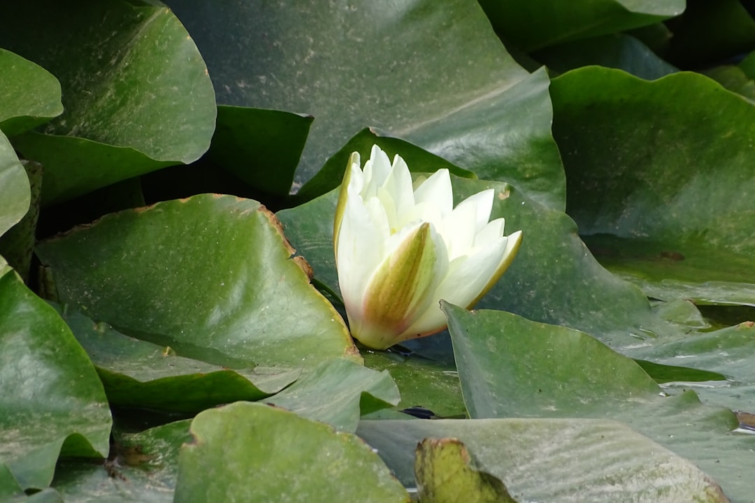 Sonhando com Lótus: Florescendo na Espiritualidade Brasileira