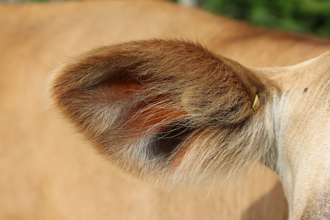 O Sopro Divino da Audição: Desvendando o Significado da Orelha em Seus Sonhos