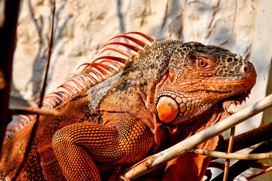 O Sonho com Carne: Uma Interpretação Espiritual e Psicológica no Brasil