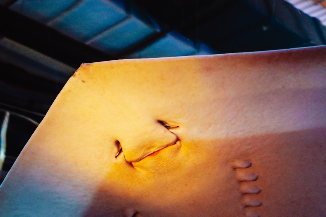 Desvendando Cicatrizes em Sonhos: Um Guia Espiritual e Psicológico Brasileiro