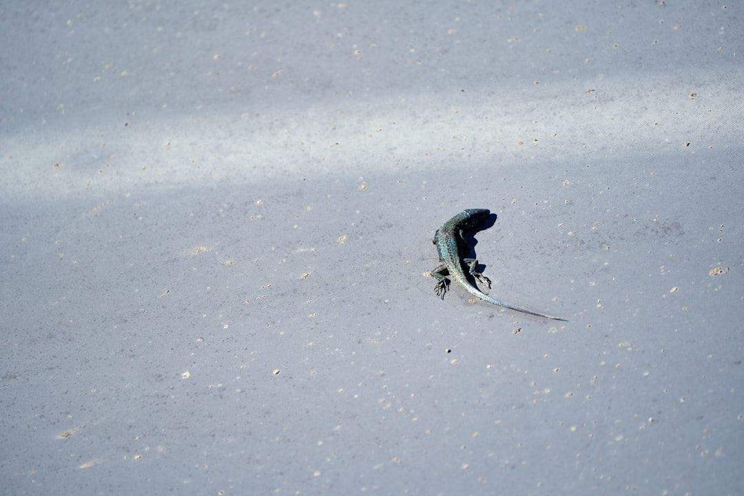 Decifrando seus Sonhos: A Pele como Espelho da Alma na Tradição Brasileira e na Psicologia Junguiana