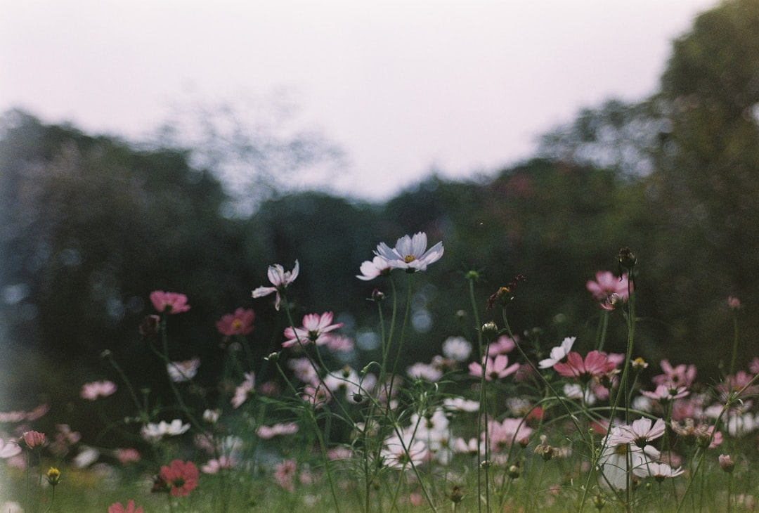 O Jardim dos Sonhos: Mensagens Espirituais e Arquétipos na Tradição Brasileira