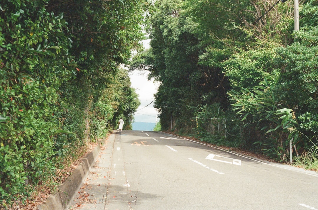 A paved road lined with lush green trees.