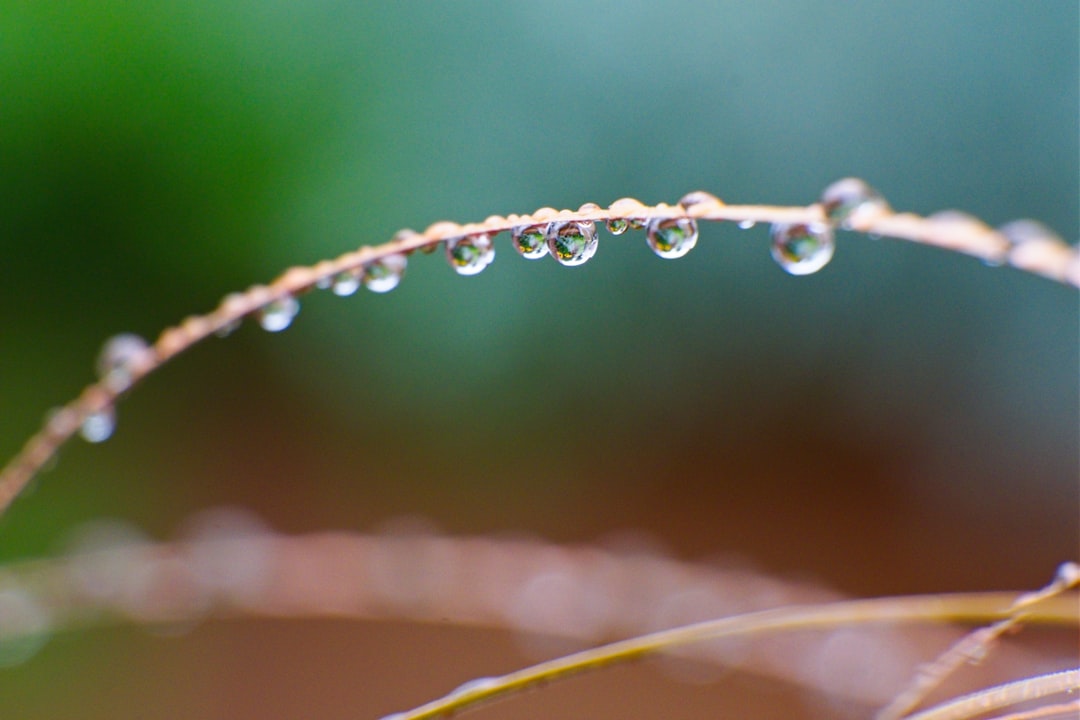 O Orvalho em Seus Sonhos: Uma Jornada de Purificação e Renascimento Espiritual