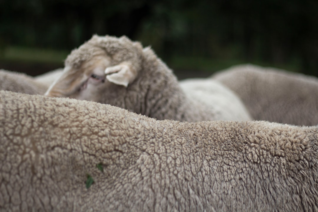 Decifrando Seus Sonhos: A Alpaca na Tradição Espírita e no Sincretismo Brasileiro