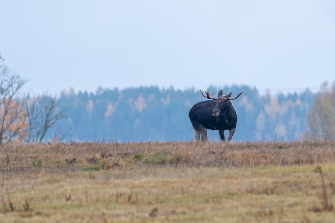 O Alce na Floresta dos Sonhos: Uma Jornada Espiritual e Psicológica à Luz da Tradição Brasileira