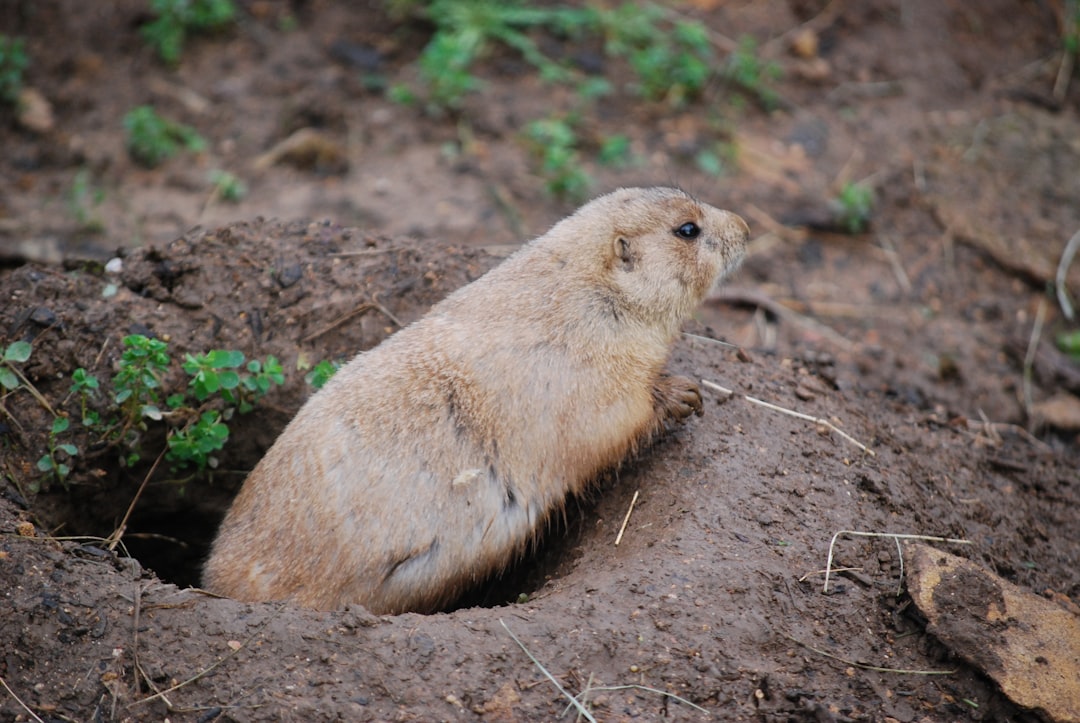 A prairie dog peeks out from its burrow entrance.
